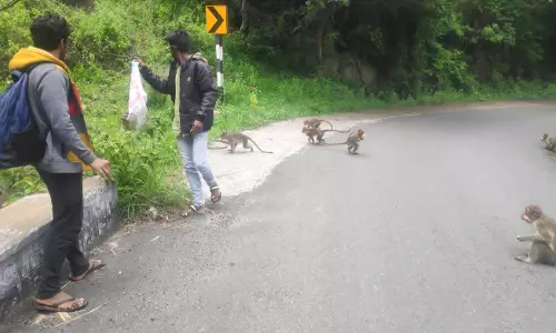 கடம்பூர் மலைப்பகுதியில் உணவுக்காக சுற்றி திரியும் குரங்குகள்