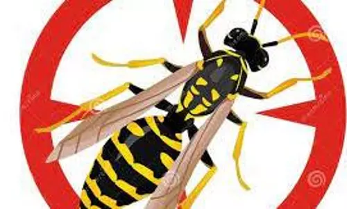 விஷ வண்டுகள் அழிப்பு