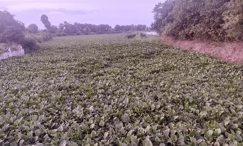 ஆறுகளை ஆக்கிரமித்துள்ள ஆகாயத்தாமரை செடிகள்