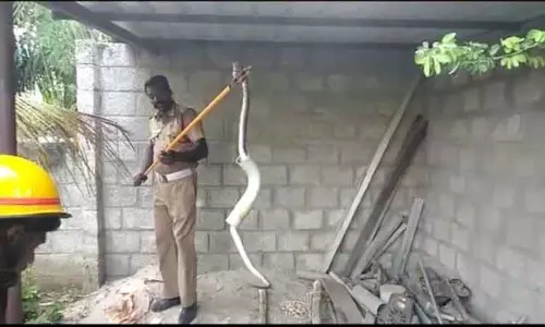 வீட்டில் பதுங்கி இருந்த நல்லபாம்பு பிடிபட்டது