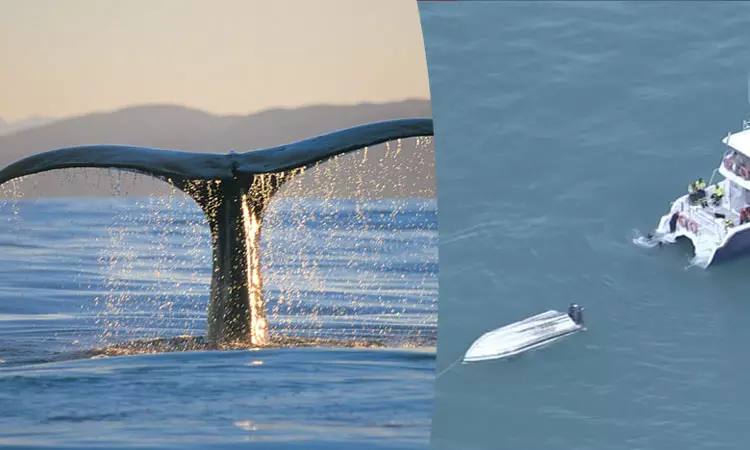 திமிங்கலம் மோதி கடலில் கவிழ்ந்த படகு - 5 பேர் பலி திமிங்கலம் மோதி கடலில் கவிழ்ந்த படகு - 5 பேர் பலி