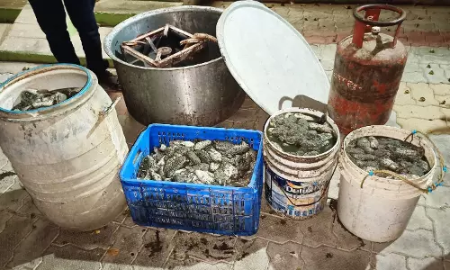 150 கிலோ கடல் அட்டை பறிமுதல்