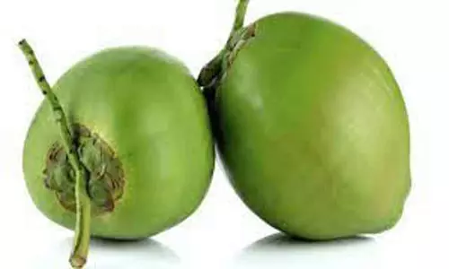 ஆனைமலையில் இளநீர் டன் ஒன்றுக்கு ரூ.9,750 நிர்ணயம்  ஒருங்கிணைப்பாளர் தகவல்