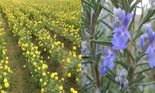 இயற்கை கொசு விரட்டி இயற்கை கொசு விரட்டி