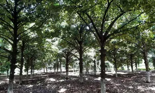 122 ஆண்டுகள் பழமையான கல்லாறு பழப்பண்ணை