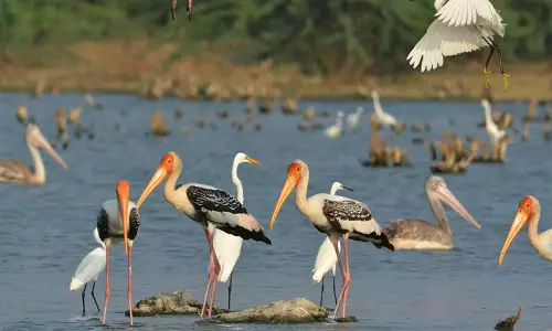 தமிழகத்தின் 17-வது பறவைகள் சரணாலயமாகிறது, திருப்பூர் நஞ்சராயன் ஏரி - அரசாணை வெளியீடு