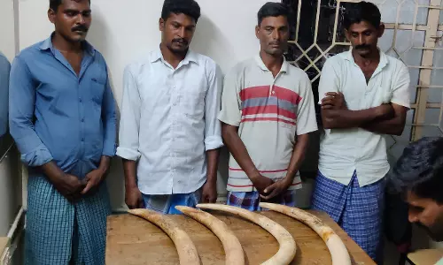 அந்தியூர் அருகே யானை தந்தங்களை கடத்தி விற்க முயன்ற 4 பேர் கைது அந்தியூர் அருகே யானை தந்தங்களை கடத்தி விற்க முயன்ற 4 பேர் கைது