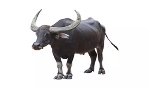 சாலையில் சுற்றித்திரிந்த காட்டெருமைகள்; கிராம மக்கள் பீதி