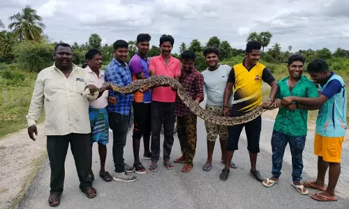 கிருஷ்ணகிரி அருகே 10 அடி நீள மலைப்பாம்பு பிடிபட்டது கிருஷ்ணகிரி அருகே 10 அடி நீள மலைப்பாம்பு பிடிபட்டது