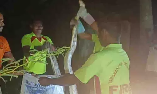 12 அடி நீளமுள்ள மலைப்பாம்பு பிடிபட்டது 12 அடி நீளமுள்ள மலைப்பாம்பு பிடிபட்டது