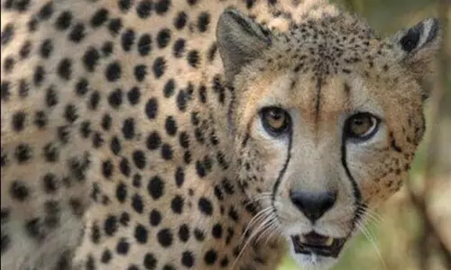 நமீபியாவில் இருந்து இந்தியா வரும் சிறுத்தைகள்... பயணத்தின் போது உணவு கிடையாது- என்ன காரணம் ?