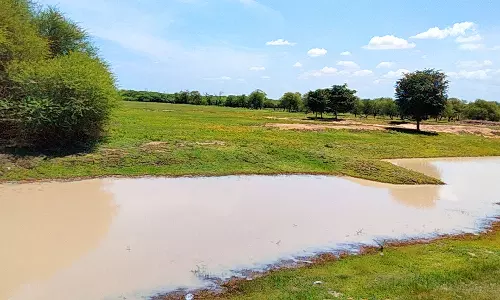 வறண்டு கிடக்கும் காஞ்சிரங்குளம், சித்திரங்குடி பறவைகள் சரணாலயம்