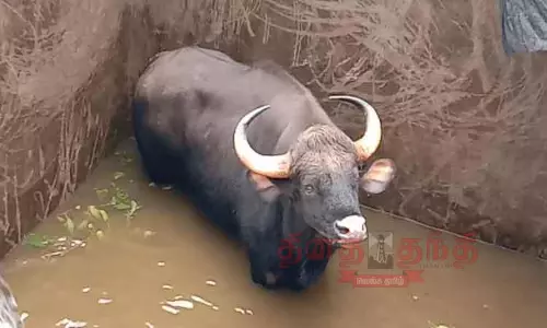 தண்ணீர்தொட்டிக்குள் காட்டெருமை தவறி விழுந்தது