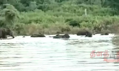 தேன்கனிக்கோட்டை அருகே  ஏரியில் குளித்த யானைகள் கூட்டம்