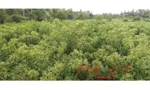 பூக்கள் விலை வீழ்ச்சியால் விவசாயிகள் கவலை