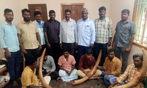 அந்தியூர் பகுதியில் யானை தந்தம் கடத்திய 7 பேர் கைது- 4 தந்தங்கள் பறிமுதல் அந்தியூர் பகுதியில் யானை தந்தம் கடத்திய 7 பேர் கைது- 4 தந்தங்கள் பறிமுதல்