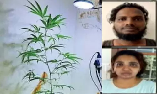 கேரளா: கிச்சனில் யாருக்கும் தெரியாமல் கமுக்கமாக கஞ்சா செடி வளர்த்த பெண் உட்பட 2 பேர் கைது கேரளா: கிச்சனில் யாருக்கும் தெரியாமல் கமுக்கமாக கஞ்சா செடி வளர்த்த பெண் உட்பட 2 பேர் கைது