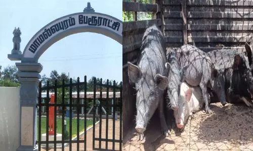 மாமல்லபுரத்தில் சுகாதார சீர்கேடு ஏற்படுத்துவதாக 35 பன்றிகள் பிடிப்பு; பேரூராட்சி நடவடிக்கை