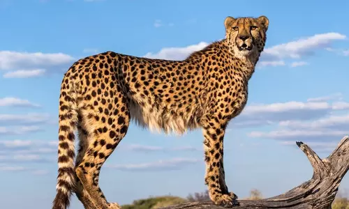 நமீபியாவில் இருந்து இந்தியா கொண்டு வரப்படும் சீட்டாக்கள்...