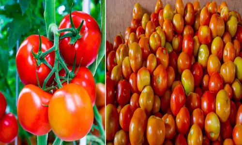 தக்காளி பழமா..? இல்லை காயா..? தக்காளி பழமா..? இல்லை காயா..?