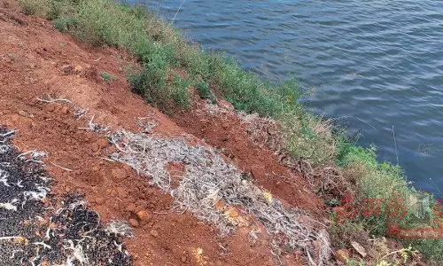 கூடலூர் ஒட்டாண்குளத்தில் கொட்டப்படும் இறைச்சி கழிவுகளால் நோய் பரவும் அபாயம் கூடலூர் ஒட்டாண்குளத்தில் கொட்டப்படும் இறைச்சி கழிவுகளால் நோய் பரவும் அபாயம்