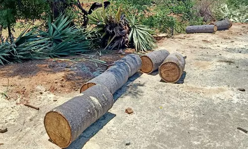 தேனி அருகே  சாலை விரிவாக்கப் பணிக்காக வெட்டப்பட்ட பனை மரங்கள்