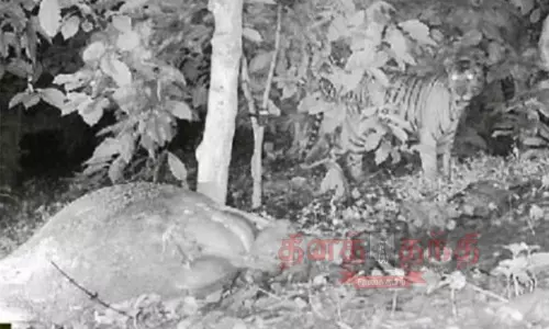 மால்தாரே கிராமம் அருகே கண்காணிப்பு கேமராவில் புலி நடமாட்டம் பதிவு; கிராம மக்கள் பீதி