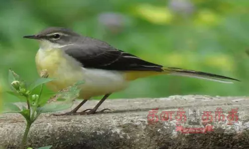 இமயமலையில் இருந்து வந்த சாம்பல் வாலாட்டி குருவிகள்