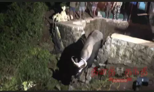 தண்ணீர் தொட்டிக்குள் விழுந்த காட்டெருமை உயிருடன் மீட்பு