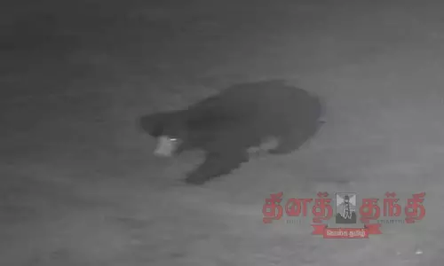 இரவில் நடமாடிய கரடியால் பரபரப்பு இரவில் நடமாடிய கரடியால் பரபரப்பு