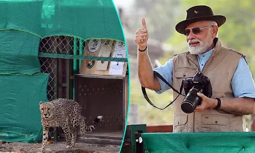 விருந்தினர்களாக வந்துள்ளன: சீட்டாக்களை வனத்தில் திறந்துவிட்ட பிரதமர் மோடி நெகிழ்ச்சி விருந்தினர்களாக வந்துள்ளன: சீட்டாக்களை வனத்தில் திறந்துவிட்ட பிரதமர் மோடி நெகிழ்ச்சி