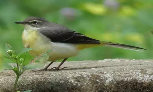 வனச்சூழல் காரணமாக இமயமலையில் இருந்து வால்பாறை வந்த சாம்பல் வாலாட்டி குருவிகள்