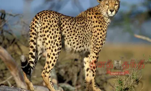 பன்னரகட்டா பூங்காவில் 3 புலிகள் உயிரிழப்பு பன்னரகட்டா பூங்காவில் 3 புலிகள் உயிரிழப்பு