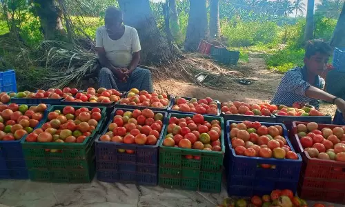 உப்புக்கோட்டை பகுதியில்  தக்காளி விலை அதிகரிப்பு:  விவசாயிகள் மகிழ்ச்சி