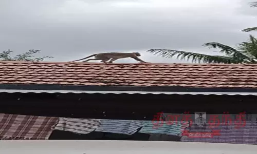 அன்னூர் அருகே அட்டகாச குரங்குகளை பிடிக்க கூண்டு வைப்பு  வனத்துறை நடவடிக்கை