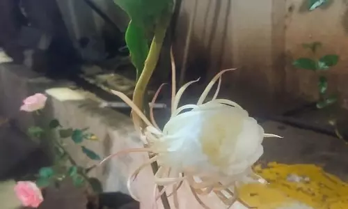 இரவில் பூத்த பிரம்ம கமலம் பூ