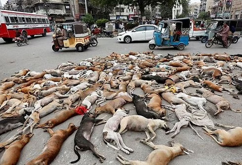 horrifying-that-mass-killing-of-dogs-in-kerala-shikhar-dhawan