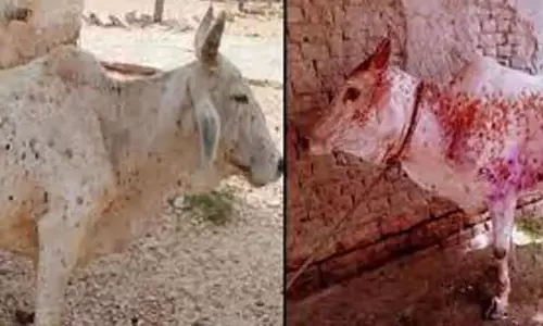 மராட்டியத்தில் லம்பி தோல் நோயால் 126 கால்நடைகள் பலி! பசுவின் பால் மூலமாக மனிதர்களுக்கு நோய் பரவாது: கால்நடை பராமரிப்புத்துறை மராட்டியத்தில் லம்பி தோல் நோயால் 126 கால்நடைகள் பலி! பசுவின் பால் மூலமாக மனிதர்களுக்கு நோய் பரவாது: கால்நடை பராமரிப்புத்துறை