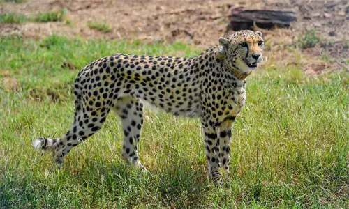 சீட்டாக்கள் உறைவிடத்திற்கு தேவையான இடவசதி குணோ தேசிய பூங்காவில் உள்ளது;  மத்திய பிரதேச அரசு