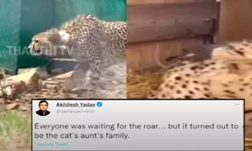 சீட்டா கர்ஜிக்கவில்லை- பூனை போல் கத்துகிறது - அகிலேஷ் யாதவ் டுவீட்