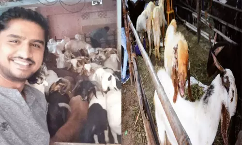 வீட்டின் மாடியிலும் ஆடு வளர்க்கலாம்..! வீட்டின் மாடியிலும் ஆடு வளர்க்கலாம்..!