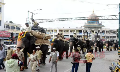 குட்டி ஈன்ற லட்சுமி, கோபாலசாமி தவிர ஜம்பு சவாரி ஊர்வலத்தில் அபிமன்யு உள்பட 12 யானைகள் பங்கேற்கிறது குட்டி ஈன்ற லட்சுமி, கோபாலசாமி தவிர ஜம்பு சவாரி ஊர்வலத்தில் அபிமன்யு உள்பட 12 யானைகள் பங்கேற்கிறது