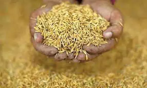சிறு, குறு விவசாயிகள் வாங்கி பயன்பெறும் வகையில் 200 கிலோ பாரம்பரிய நெல் இருப்பு வைப்பு-ஆனைமலை வேளாண் அதிகாரி தகவல் சிறு, குறு விவசாயிகள் வாங்கி பயன்பெறும் வகையில் 200 கிலோ பாரம்பரிய நெல் இருப்பு வைப்பு-ஆனைமலை வேளாண் அதிகாரி தகவல்