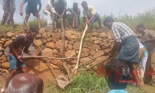அஞ்செட்டி அருகே விவசாய நிலத்தில் மலைப்பாம்பு பிடிபட்டது அஞ்செட்டி அருகே விவசாய நிலத்தில் மலைப்பாம்பு பிடிபட்டது