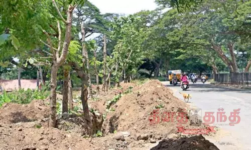 சாலை விரிவாக்கத்துக்கு குளக்கரையில் இருந்து வேருடன் பிடுங்கி மாற்று இடத்தில் மரங்களுக்கு மறுவாழ்வு சாலை விரிவாக்கத்துக்கு குளக்கரையில் இருந்து வேருடன் பிடுங்கி மாற்று இடத்தில் மரங்களுக்கு மறுவாழ்வு