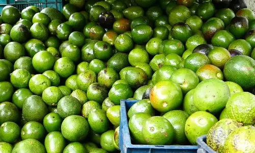 அவகோடா பழங்கள் சீசன் தொடக்கம் அவகோடா பழங்கள் சீசன் தொடக்கம்