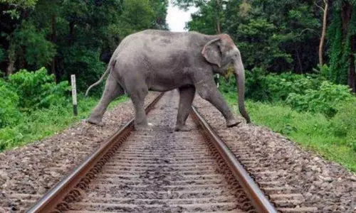 ரெயிலில் அடிபட்டு யானைகள் உயிரிழப்பை தடுக்க நடவடிக்கை - மத்திய அரசு முடிவு ரெயிலில் அடிபட்டு யானைகள் உயிரிழப்பை தடுக்க நடவடிக்கை - மத்திய அரசு முடிவு