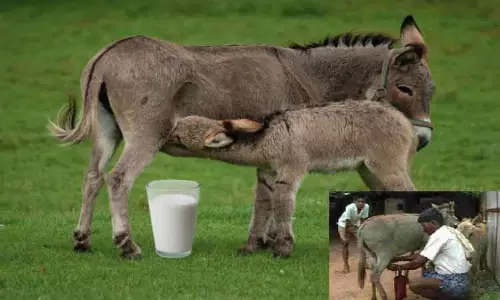 கழுதை பால் விற்பனை அமோகம்