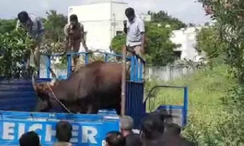 காட்டெருமையை மயக்க ஊசி செலுத்தி பிடித்தனர்