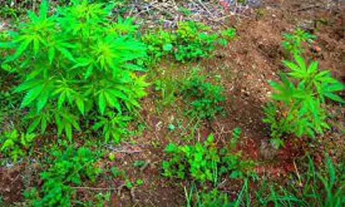 ஈரோட்டில்  கஞ்சா விற்ற 3 பேர் கைது